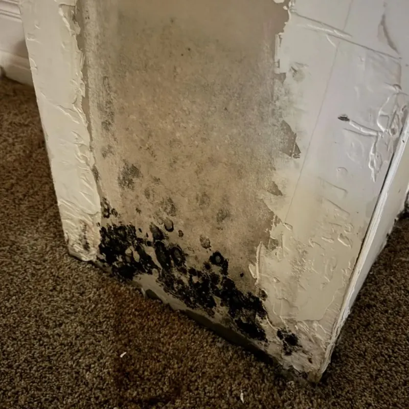 Professional Mold Removal in Waller, WA